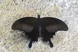 Papilio helenus (avers)