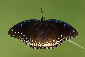Photo d'une femelle vue de dessus. Ses ailes sont sombres avec des tâches blanches alignées sur le bord de fuite et de légères tâches bleus sur le bord d'attaque.