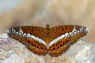 Description de cette image, également commentée ci-après