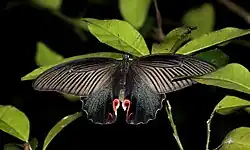Papilio protenor femelle
