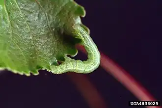 Description de cette image, également commentée ci-après