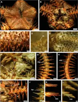 Ophiacantha bathybia