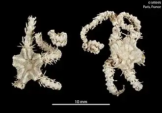 Ophiacantha costata (MNHN)