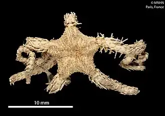 Ophiacantha deruens (MNHN)