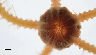 Ophiacantha inconspicua