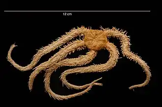 Ophiacantha pentactis (USNM)