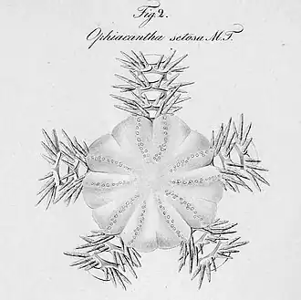 Dessin d'Ophiacantha setosa