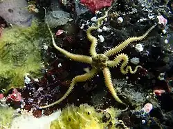 Ophiactis sp. (peut-être O. modesta)