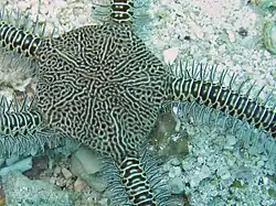 Ophiarachna delicata