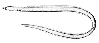 Description de l'image Ophichthus_cruentifer.jpg.