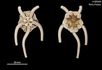 Ophiernus adspersus annectens.