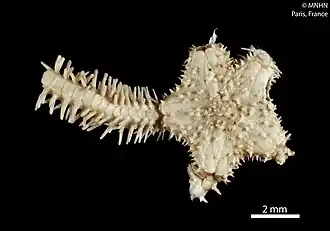 Ophiocentrus crassuspinosus (MNHN)