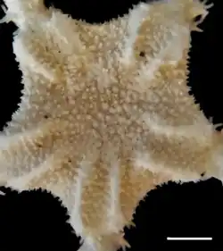 Ophiochondrus armatus.