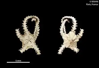 Ophiochondrus stelliger.