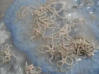 Ophiocnemis marmorata sur une méduse au Mozambique.