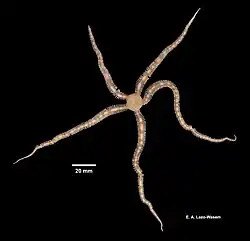 Ophiocomella valenciae