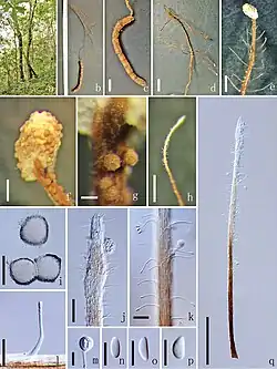 Ophiocordyceps sporangifera.