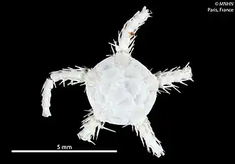 Ophiocten centobi (MNHN)