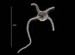 Ophiocten megaloplax