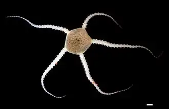 Ophiocymbium tanyae, une Ophioscolecidae.