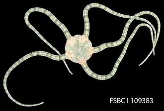 Ophioderma brevispina, une Ophiodermatidae