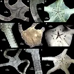 Ophioderma guineense