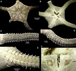 Ophioderma hybridum (Tunisie)