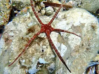 Ophiure lisse (Ophioderma longicaudum, Méditerranée occidentale)