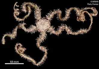 Ophiogymna pellicula (MNHN).