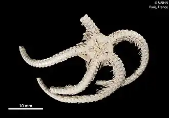 Ophiolimna bairdi (face orale)