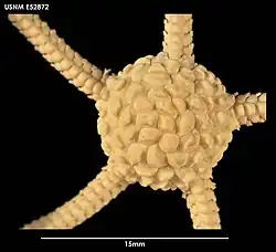 Ophiomages cristatus (USNM).