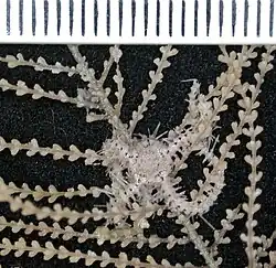 Ophiomitrella granulosa