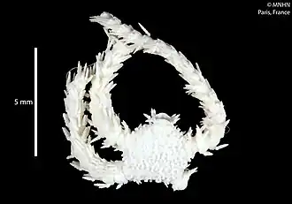 Ophiomitrella parviglobosa