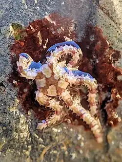 Ophionereis diabloensis