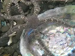 Ophionereis fasciata