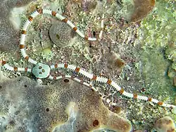 Ophionereis cf. fusca