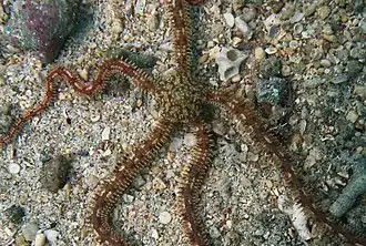 Ophionereis porrecta