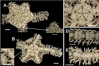 Ophionereis reticulata