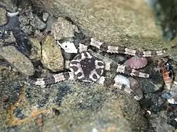 Ophiopeza cylindrica.