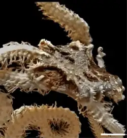 Ophiophrixus spinosus