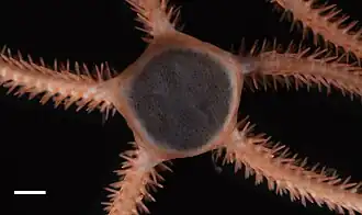 Ophiophrura liodisca