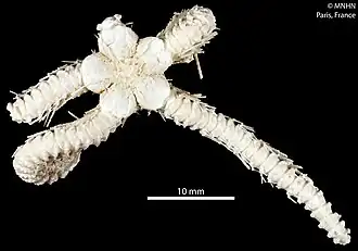 Ophioplinthaca amezianeae (MNHN).