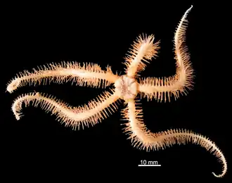 Ophioplinthaca semele.