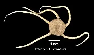 Ophioplinthus gelida (YPMNH)