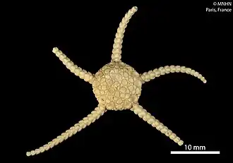 Ophioplinthus martensi (MNHN).