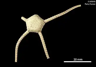 Ophioplinthus mordax (MNHN)