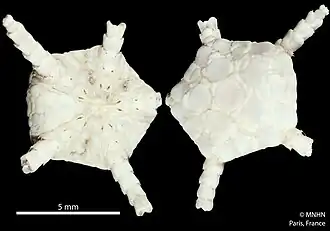 Ophioplinthus scissa (MNHN)