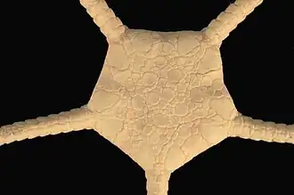 Ophioplinthus tessellata (YPMNH)