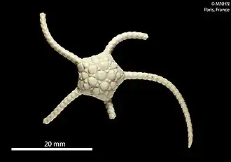 Ophioplinthus tumescens (MNHN)