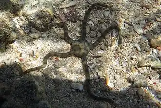 Ophioplocus imbricatus